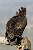 Image. Cinereous Vulture