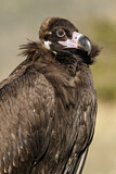 Image. Cinereous Vulture