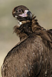 Image. Cinereous Vulture