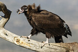 Image. Cinereous Vulture