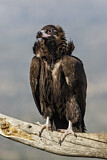 Image. Cinereous Vulture