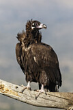 Image. Cinereous Vulture