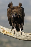 Image. Cinereous Vulture