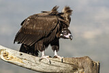 Image. Cinereous Vulture