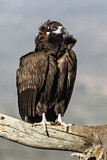 Image. Cinereous Vulture