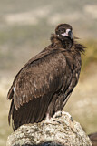 Image. Cinereous Vulture