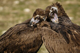 Image. Cinereous Vulture