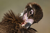 Image. Cinereous Vulture