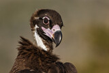 Image. Cinereous Vulture