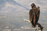 Image. Cinereous Vulture