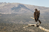 Image. Cinereous Vulture