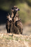 Image. Cinereous Vulture