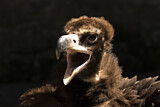 Image. Cinereous Vulture