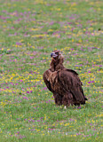Image. Cinereous Vulture
