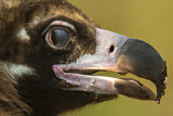 Image. Cinereous Vulture