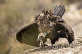 Image. Cinereous Vulture