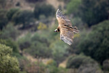 Image. Cinereous Vulture