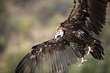 Image. Cinereous Vulture