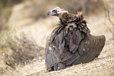 Image. Cinereous Vulture