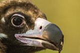 Image. Cinereous Vulture