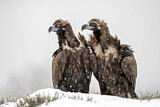 Image. Cinereous Vulture