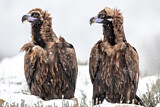 Image. Cinereous Vulture