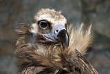 Image. Cinereous Vulture