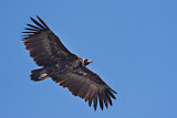Image. Cinereous Vulture
