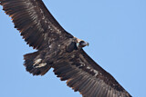 Image. Cinereous Vulture