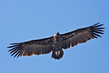 Image. Cinereous Vulture
