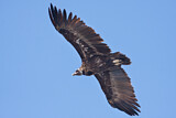 Image. Cinereous Vulture