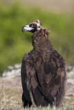 Image. Cinereous Vulture