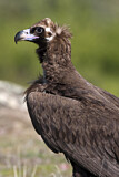 Image. Cinereous Vulture