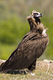 Image. Cinereous Vulture