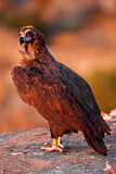 Image. Cinereous Vulture