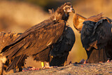 Image. Cinereous Vulture