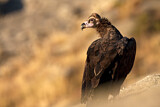 Image. Cinereous Vulture