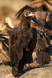 Image. Cinereous Vulture