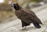 Image. Cinereous Vulture