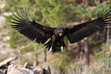 Image. Cinereous Vulture