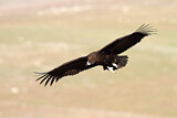 Image. Cinereous Vulture