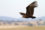 Image. Cinereous Vulture