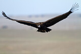 Image. Cinereous Vulture