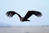 Image. Cinereous Vulture