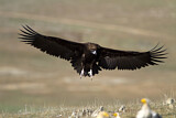 Image. Cinereous Vulture