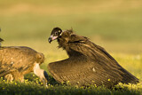 Image. Cinereous Vulture