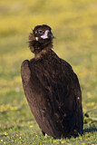 Image. Cinereous Vulture