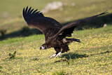 Image. Cinereous Vulture