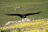 Image. Cinereous Vulture