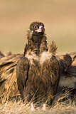 Image. Cinereous Vulture